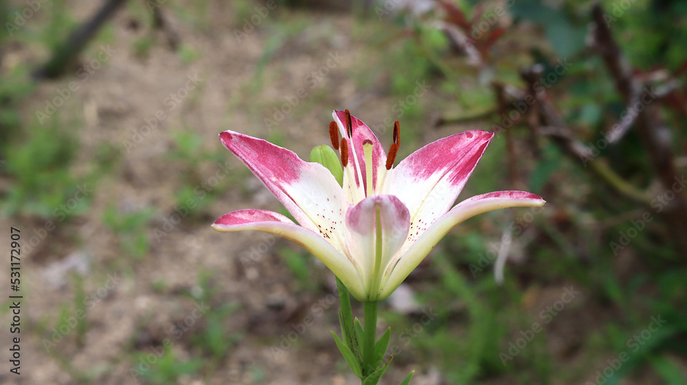 Obraz premium えーと…これはユリかな??