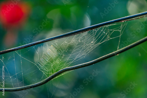 Spider net photo