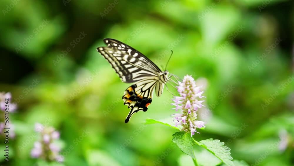 Close up of one butterfly feeding on flower outdoor on green background butterfly flapping wings slow motion Close up of one butterfly feeding on flower outdoor on green background butterfly flapping wings slow motion