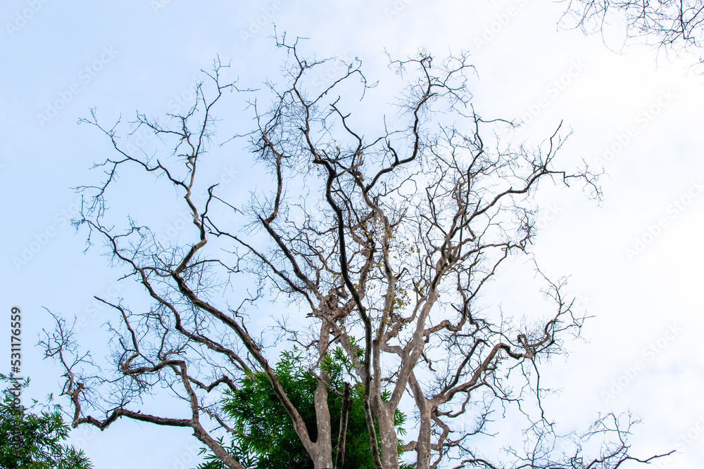 Tree with only branches against Clear Sky