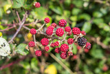 Berries on the branch