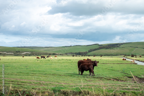 Herd of Cow on the field, near Seven Sisters Cliffs, the National park in East Sussex, England