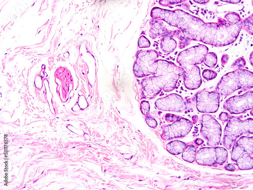 Histology of human tissue, show  epithelial tissue and connective tissue with microscope view  from laboratory (not Illustration Designation)
