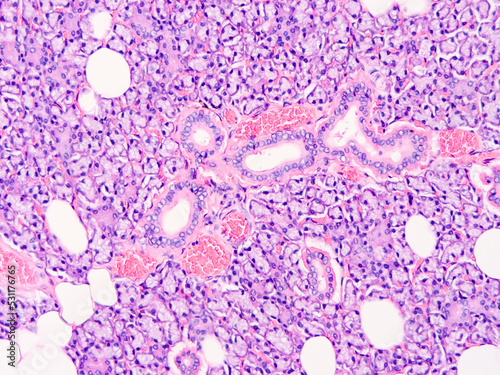 Histology of human tissue, show epithelial tissue and connective tissue with microscope view from laboratory (not Illustration Designation)