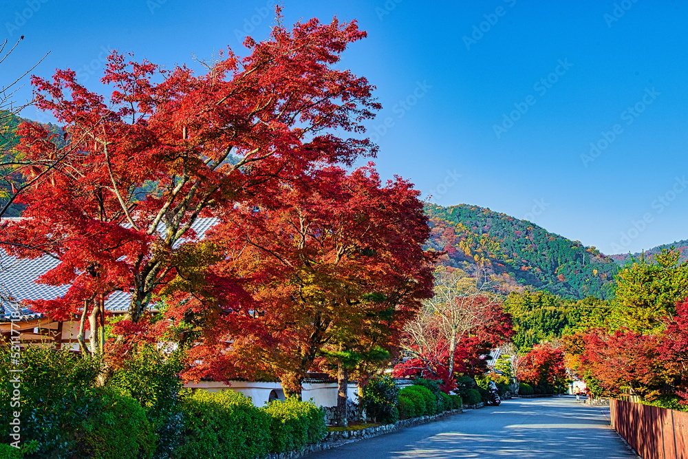 秋、日本のお寺の境内は紅葉で赤く染まります