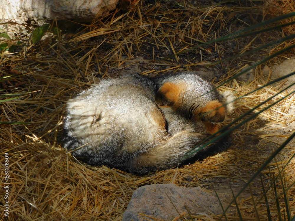 Fototapeta premium squirrel in the nest