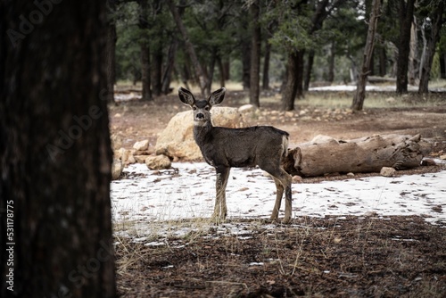 Grand Canyon National Park Arizona