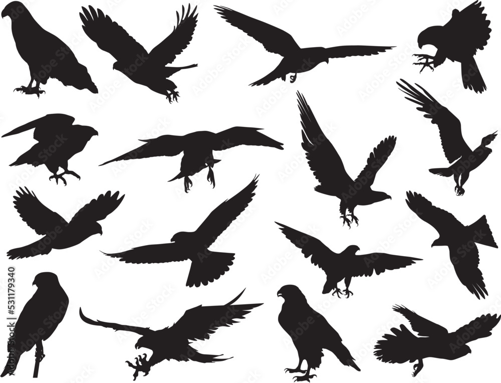 falcon eagle silhouette falcon eagle silhouette