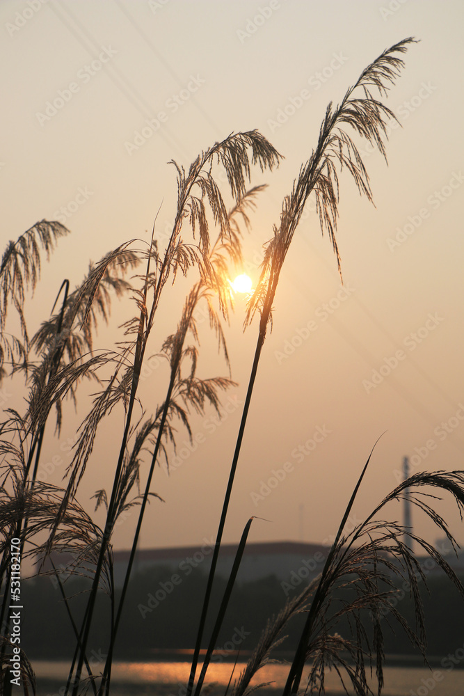 reed at sunset