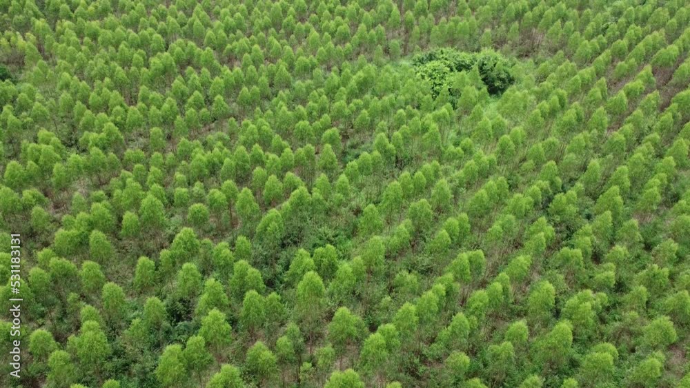Aerial view of Eucalyptus plantation in Thailand. Top view of beautiful green area of eucalyptus forest. Natural landscape background. Aerial view of Eucalyptus plantation in Thailand. Top view of beautiful green area of eucalyptus forest. Natural landscape background.