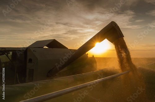 Pouring corn grain into tractor trailer