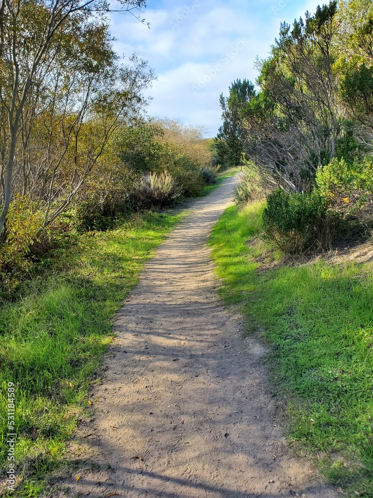 path in the forest