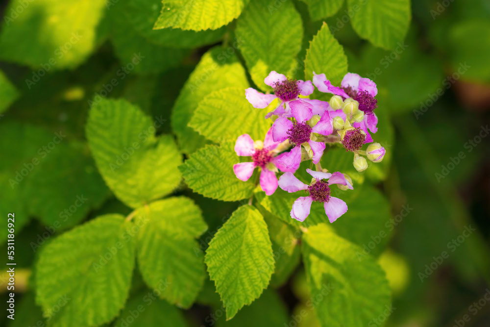 Blackberry flowers in the garden