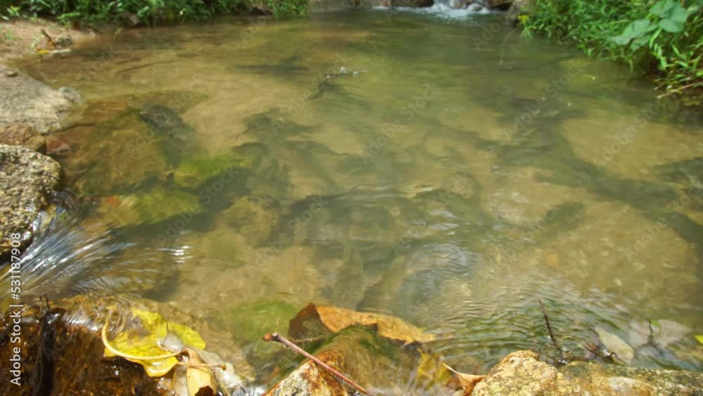 a large group of catfish swim upstream to spawn in the mating season..waterfall background.The abundance of nature in the tropical forest... a large group of catfish swim upstream to spawn in the mating season..waterfall background.The abundance of nature in the tropical forest...