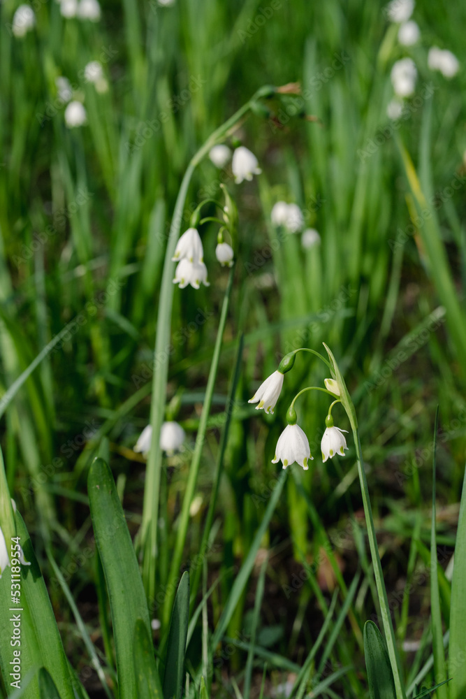 snowdrop flowers in the forest snowdrop flowers in the forest
