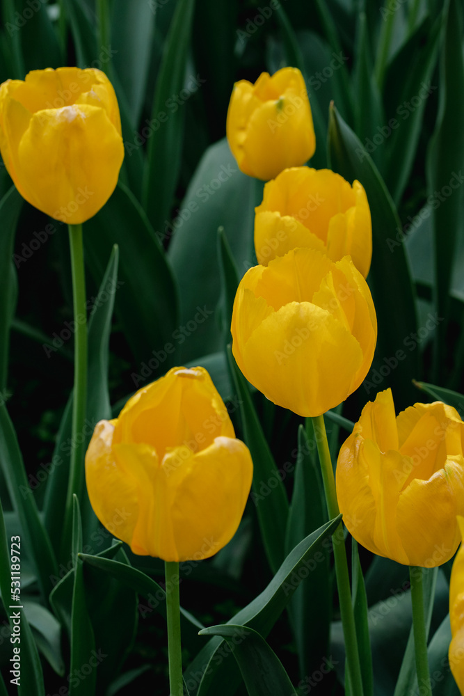 yellow and red tulips yellow and red tulips