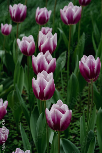 pink tulips in the garden