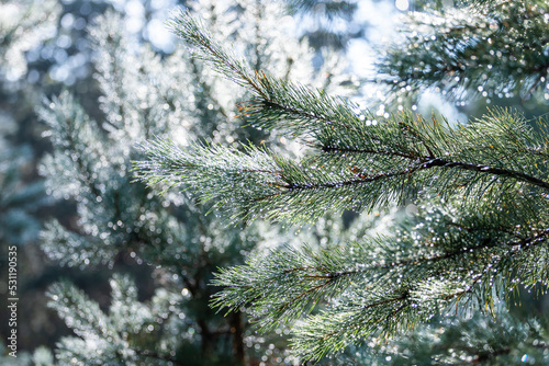 Close up of pine needles with dew drops. Gentle green background. Rain drops on a branch. © Liubov Kartashova