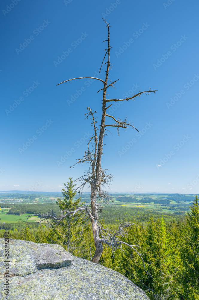 Obraz premium Hiking route in the fichtel mountains in bavaria