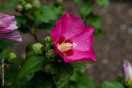 Pink hibiscus flower outdoor in sunny backyard..