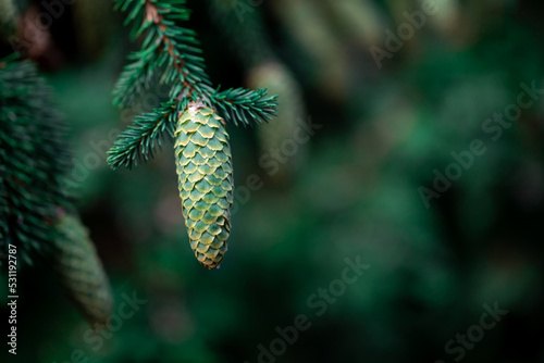 Fir tree. Tree cones with resin bumping between pine needles.
