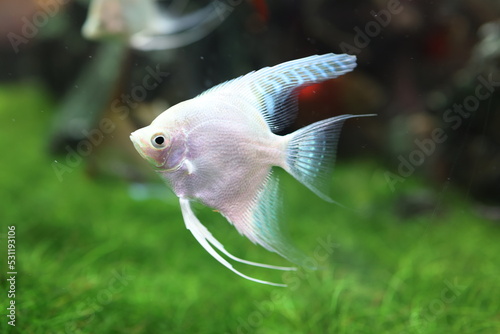 angel fish