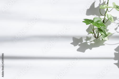 植物の背景　葉　植物の影　アイビー　壁　フレーム　晴れ　日差し　ナチュラル