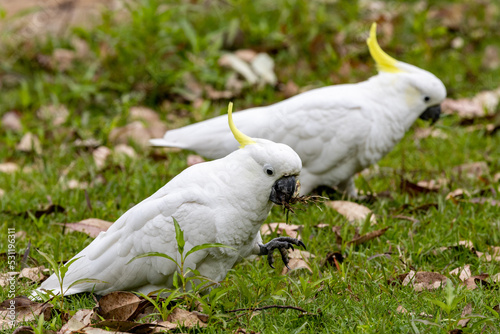 Sulphur-crested Cockatoo's feeding on grass roots