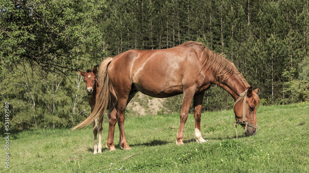 foal and mare