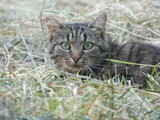 cat in a field