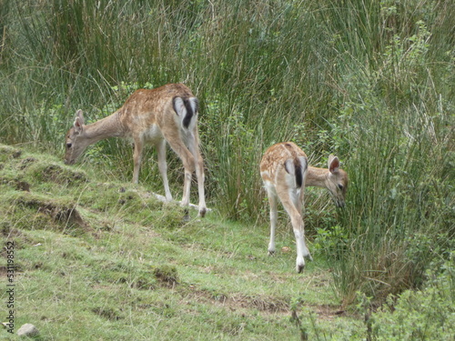 deer in the grass