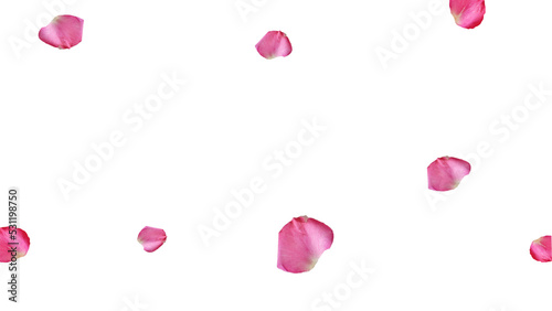Pink rose petals 