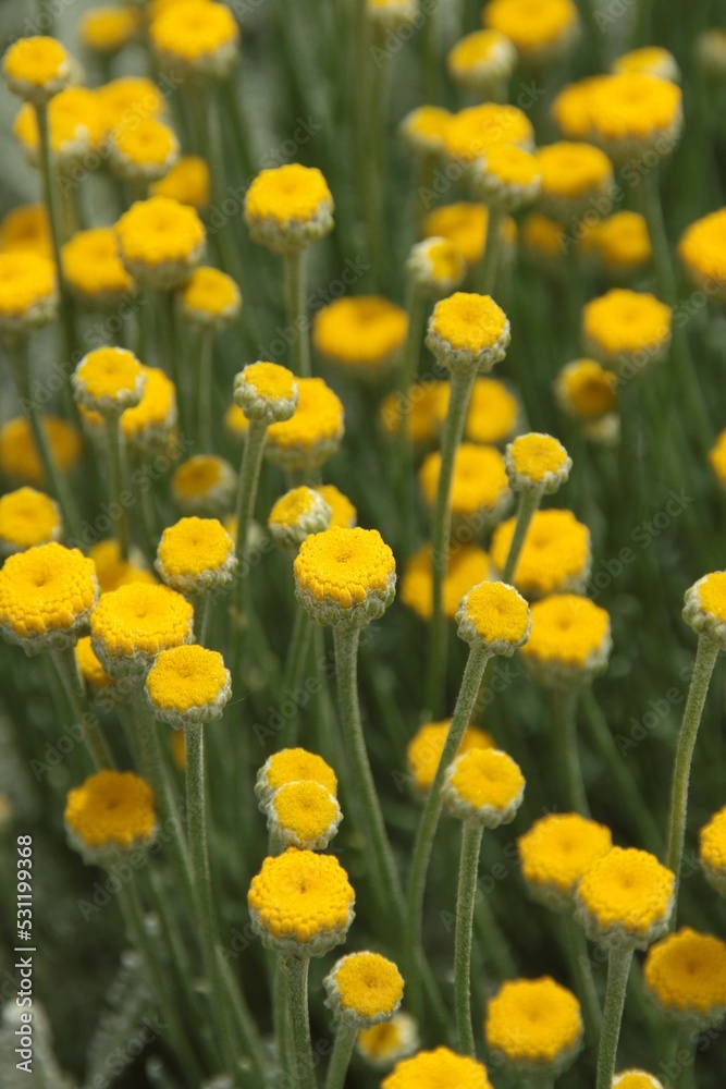 Obraz premium サントリナの葉と花