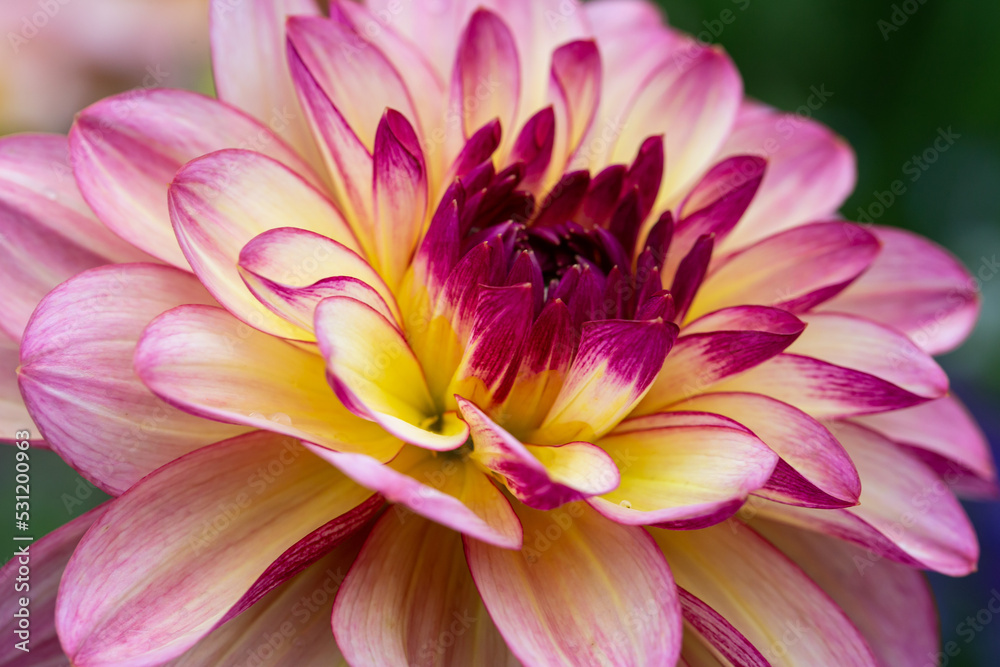 Dahlia flower close up. Flower texture, floral background. Postcard, wallpaper. Dahlia flower close up. Flower texture, floral background. Postcard, wallpaper.