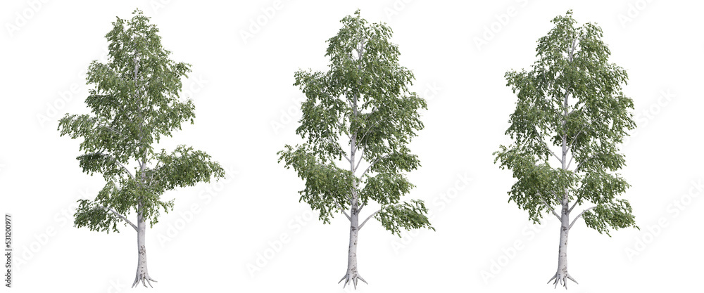 Fototapeta premium tree isolated on transparent background , tree 3d render
