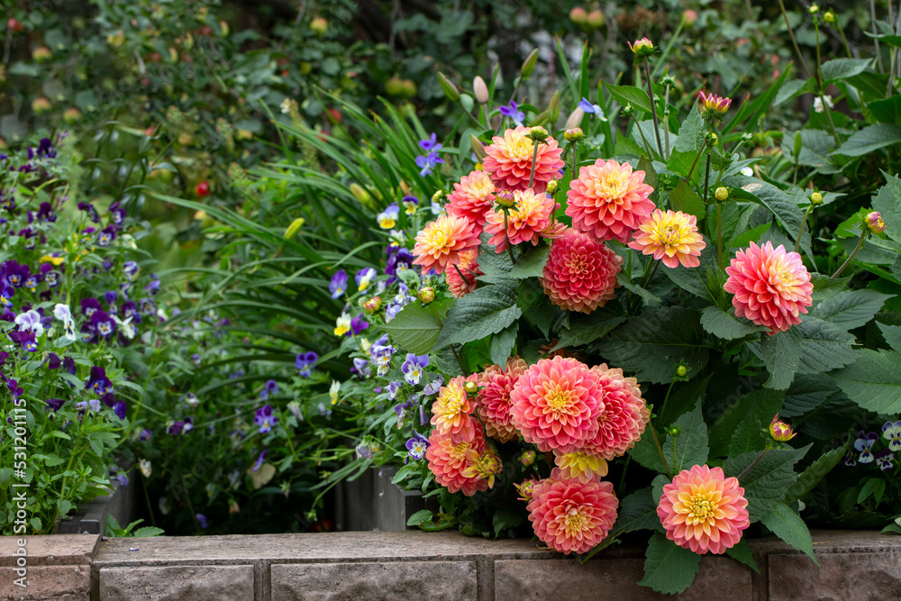 Gorgeous pink dahlias in a flower bed. Gardening, perennial flowers. Floral background. Gorgeous pink dahlias in a flower bed. Gardening, perennial flowers. Floral background.