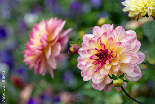 Delicate pink dahlia on a background of summer greenery. Perennial plants  gardening.