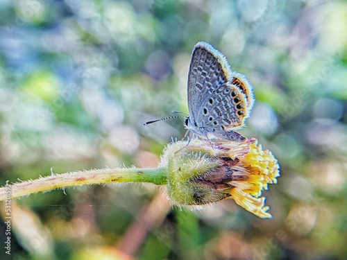 butterfly on a flower