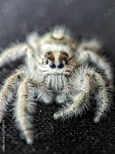 white jumping spider on the ground