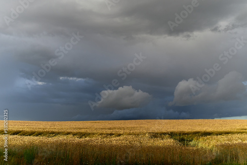 Wheat field before a thunderstorm. Landscape with field before heavy rain