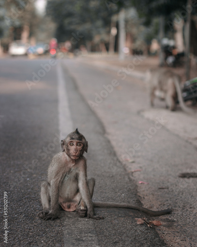 Photography A monkey eating a banana on the side of the road in Cambodia