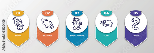 infographic template with thin line icons. infographic for animals concept. included skunk, platypus, siberian husky, sloth, moray editable vector.