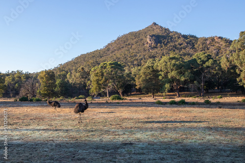 emus roaming with hill in background photo
