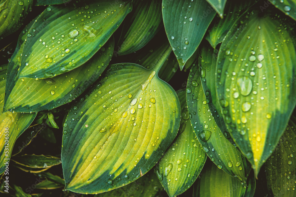 Obraz premium Abstract nature background with green plant leaves and drops of rain