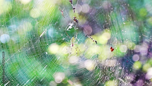 spider flower spider web spider web light shadow