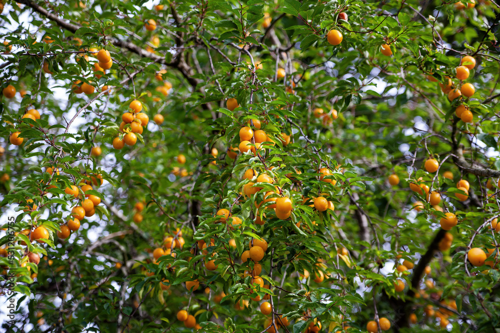 Yellow cherry-plum or Myrobalan plum berries ripen on the branches of a fruit tree in the sun is among greenery. Ripe yellow berries of plum on branch with green leaves.