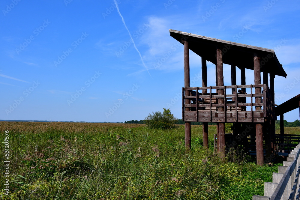 A close up on a wooden walkway or path among the trees, reeds, and tall grass that has become quite overgrown with flora spotted during a hike on a cloudless summer day in Poland