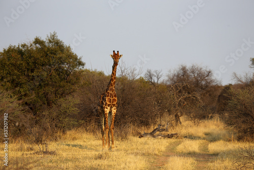 Giraffe standing in bush, Shikari nature reserve, South Africa photo