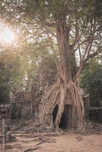 Strangler fig tree overgrowing on a ruin temple in Angkor Wat Archeological Complex, Siem Reap, Cambodia