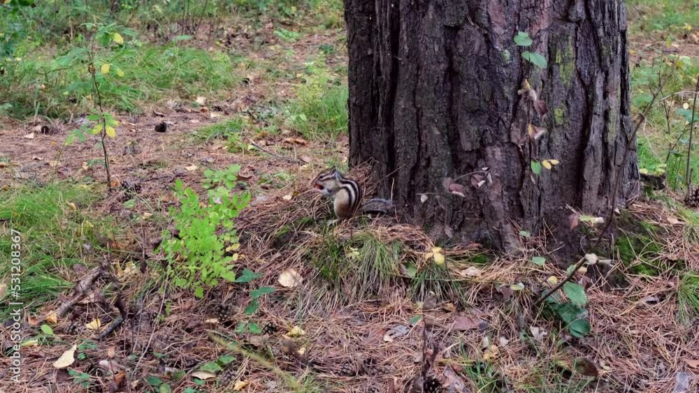 Funny chipmunk eats a big nut while sitting under a tree in the autumn forest Funny chipmunk eats a big nut while sitting under a tree in the autumn forest